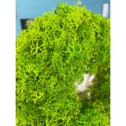 WIANEK 21 cm Z MCHU chrobotka na DRZWI podkład